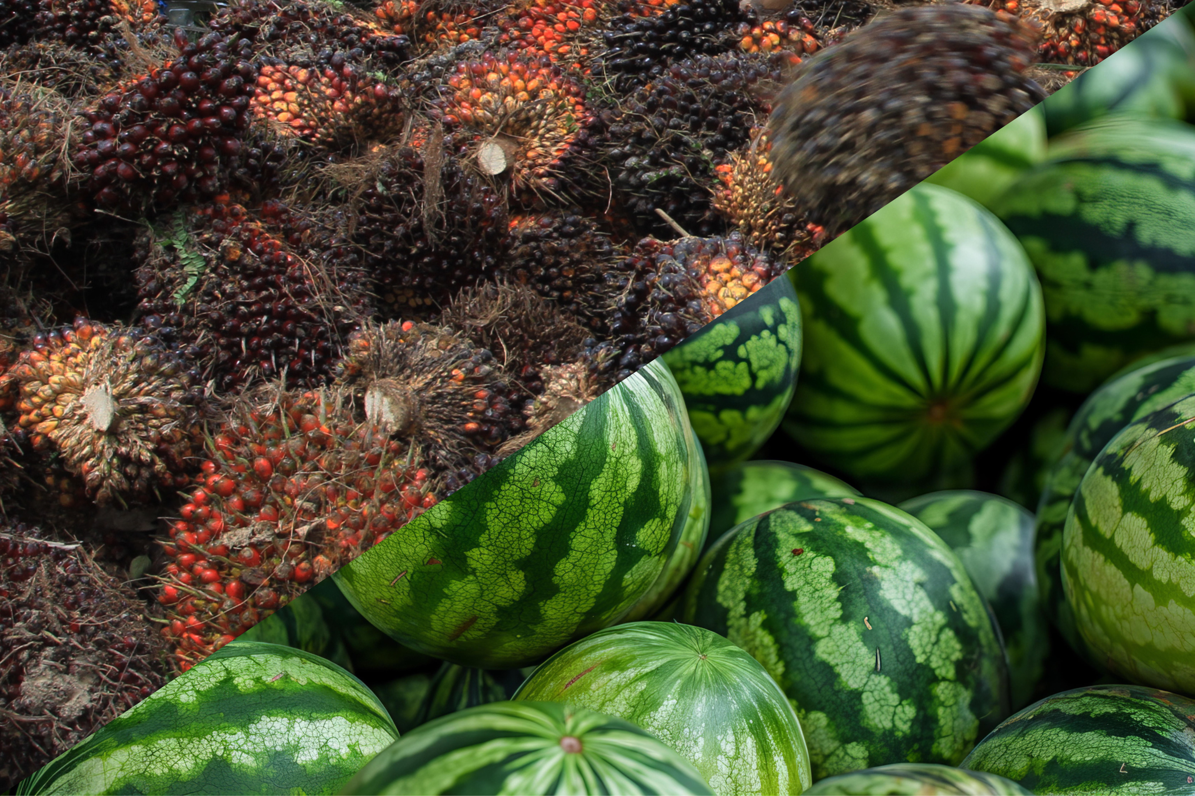AFED Agriculture